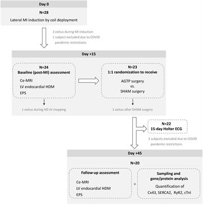 Electrophysiological effects of adipose graft transposition procedure (AGTP) on the post-myocardial infarction scar: A multimodal characterization of arrhythmogenic substrate